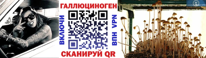Псилоцибиновые грибы Psilocybine cubensis  где можно купить наркотик  Миллерово 